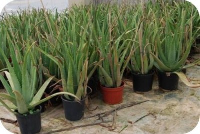 Plantas Aloe Vera más de 4 años