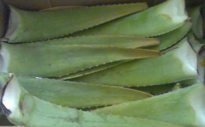 Hojas Aloe Vera 4kg