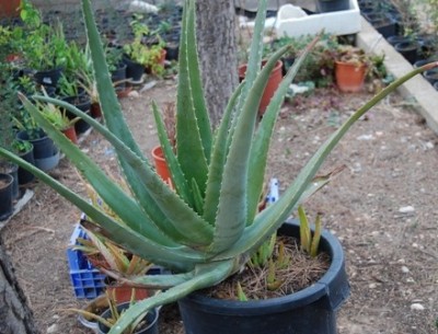Plantas Aloe Vera 5 años