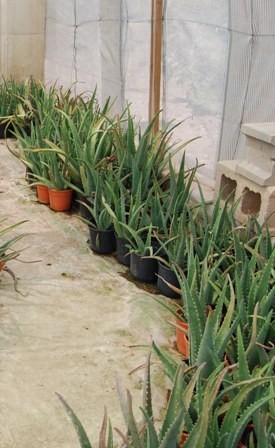 Planta Aloe Vera de 1 año